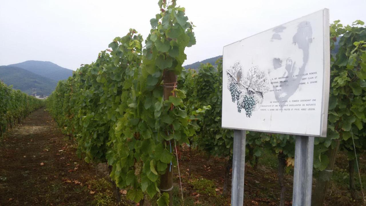 Naova Cosy Studio Kaysersberg-Vignoble Exterior foto